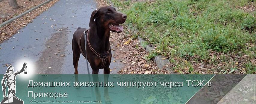 Домашних животных чипируют через ТСЖ в Приморье